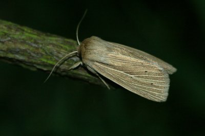 Mythimna impura