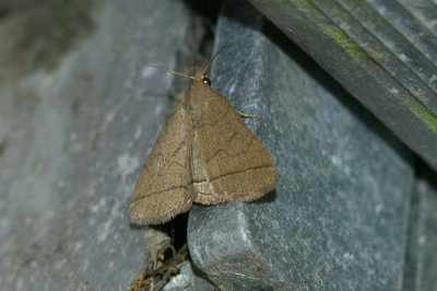 Zanclognatha tarsipennalis