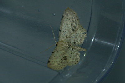 Idaea dimidiata