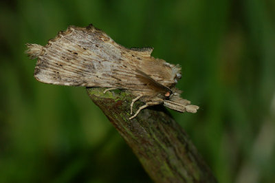 Pterostoma palpina