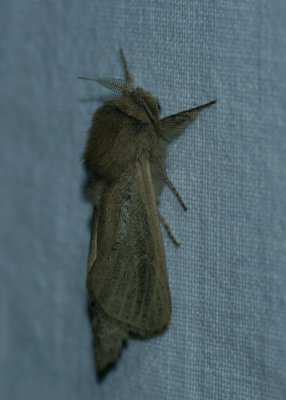 Phragmataecia castaneae