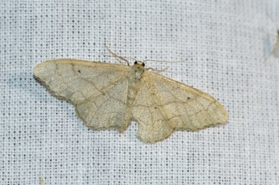 Idaea aversata