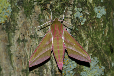 Deilephila elpenor
