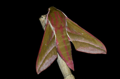 Deilephila elpenor