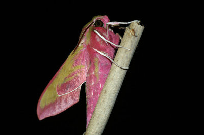 Deilephila elpenor