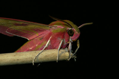 Deilephila elpenor