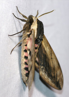Sphinx ligustri