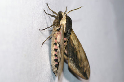 Sphinx ligustri
