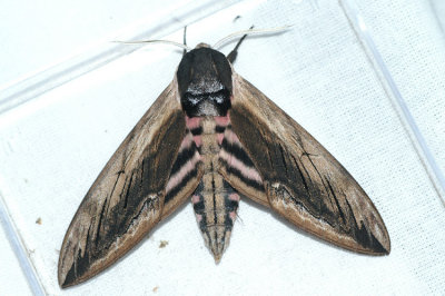 Sphinx ligustri