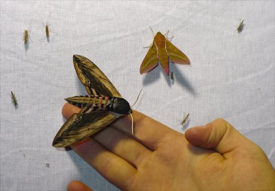 Hawk-moths