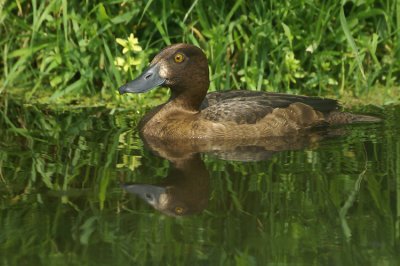 Tufted Duck