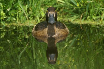 Tufted Duck