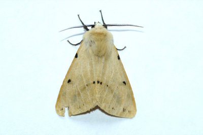 Spilosoma lutea