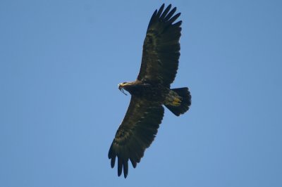 Lesser Spotted Eagle