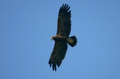 01023 - Lesser Spotted Eagle - Aquila pomaina