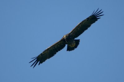 Lesser Spotted Eagle