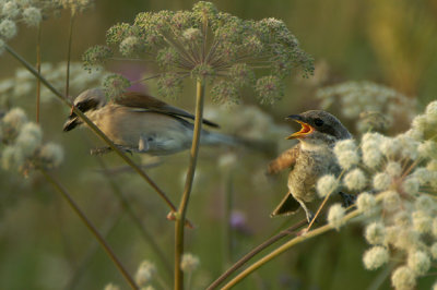 Red-backed Shrike