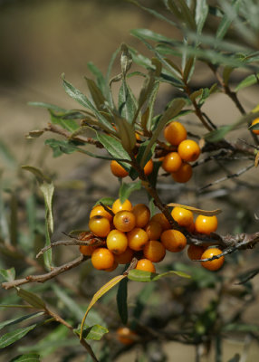 Sea-buckthorn