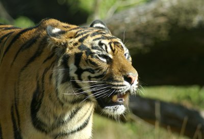 Sumatran Tiger