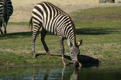 Grant's Zebra