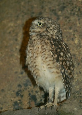 Burrowing Owl