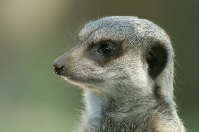 Meerkat