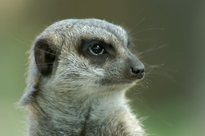 Meerkat