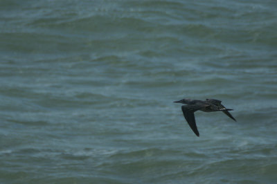 Northern Gannet