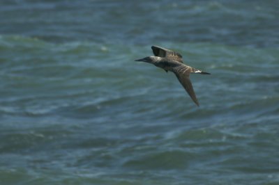 00876 - Northern Gannet - Morus bassanus