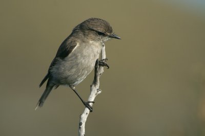 06832 - Dusky Robin - Melanodryas vittata