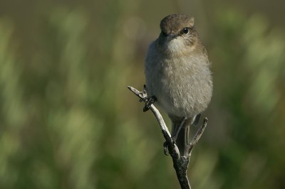 Dusky Robin