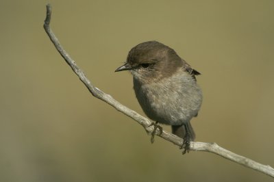 Dusky Robin