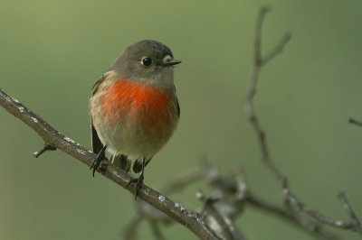 Scarlet Robin