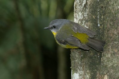 06828 - Eastern Yellow Robin - Eopsaltria australis