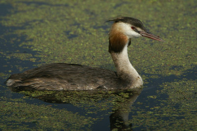 Great Crested Grebe