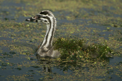 Great Crested Grebe