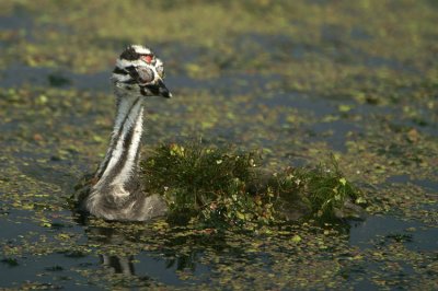 Great Crested Grebe
