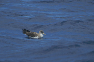 Cory's Shearwater