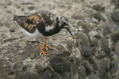 Ruddy Turnstone