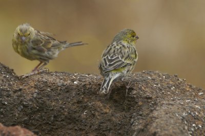 Atlantic Canary