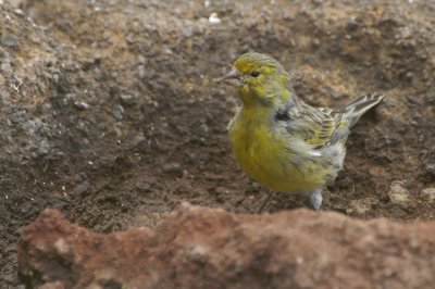 Atlantic Canary