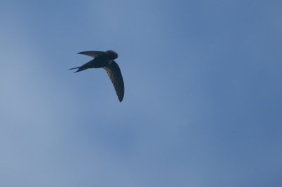 Plain Swift