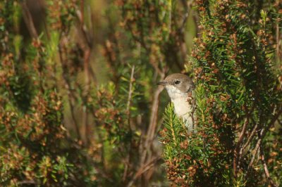 08023 - Spectacled Warbler - Sylvia conspicillata