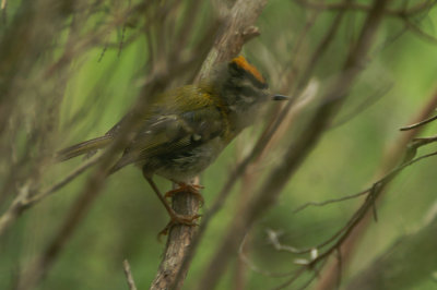 08209 - Madeira Firecrest - Regulus madeirensis