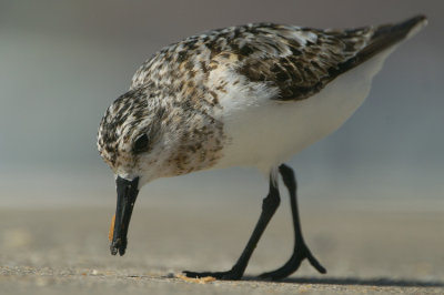 Sanderling