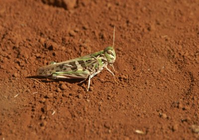 Grasshopper