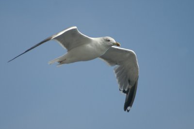 Yellow-legged Gull