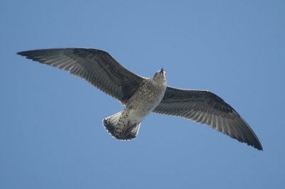 Yellow-legged Gull