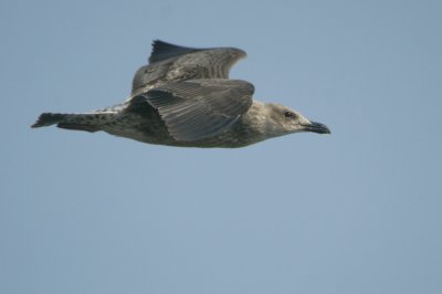 Yellow-legged Gull