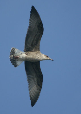 Yellow-legged Gull